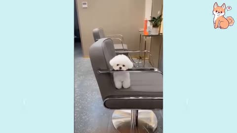 Lovely Puppies! Cutest and Smart Dogs -Cheesegarden28