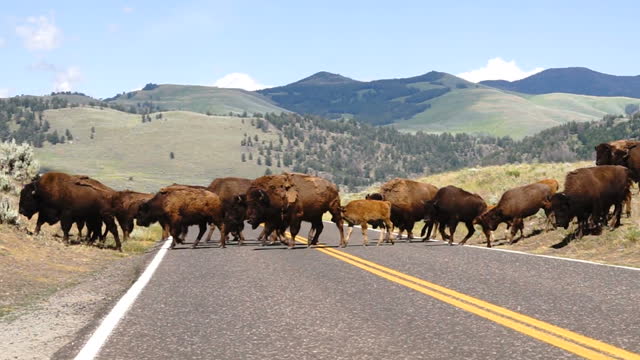 Bison Crossing