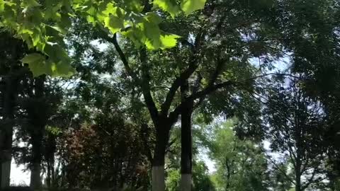 So much shade under the hot trees, so cool