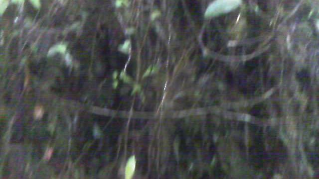 Humid dripping wet jungle Pan de Azucar