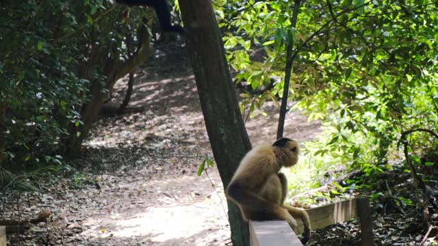 Funny monkey 🙊 sitting on wall🦍 videos