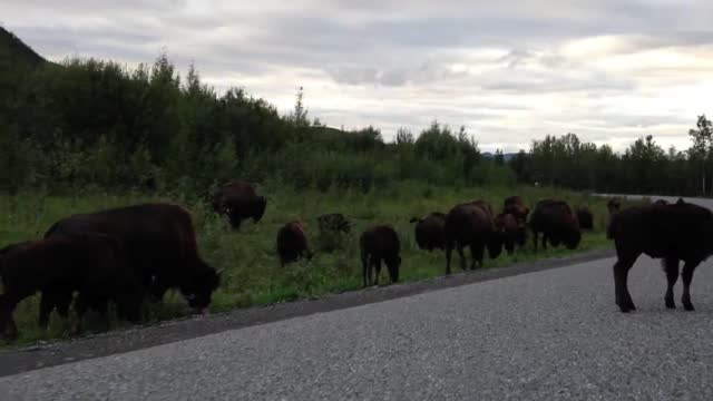 This Reason Not to Speed Around The Liard Hotsprings, Along the Highway.