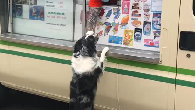 Dog Excitedly waits of ice cream truck and gets free cone