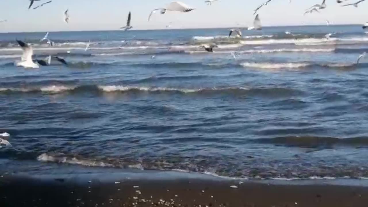 seagull