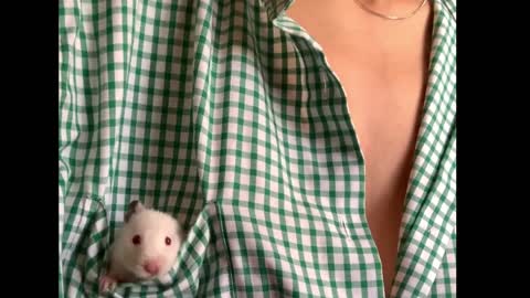 Pocket mouse