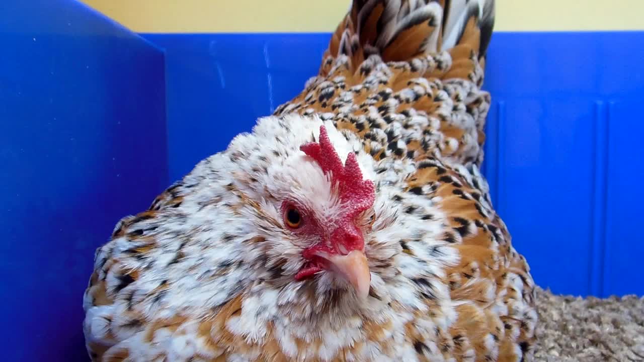 Ninja the Broody Hen