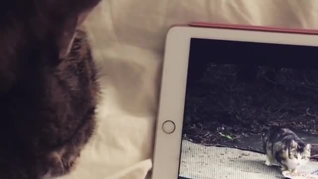 Grey cat on bed watching other cats on ipad