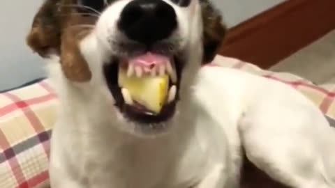 Funny dog