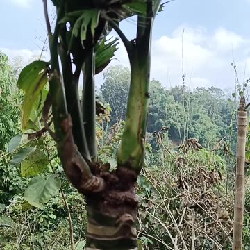 How was this tree formed in 2024 Viral betel nut