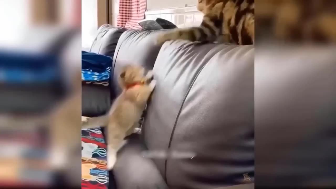 funny pet video