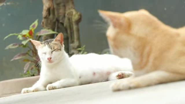 Two cats sits on the floor