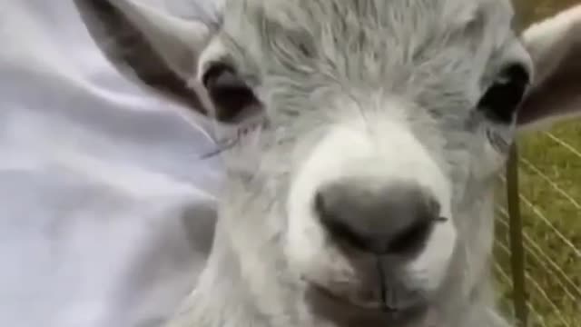 Cute baby goat cryyy