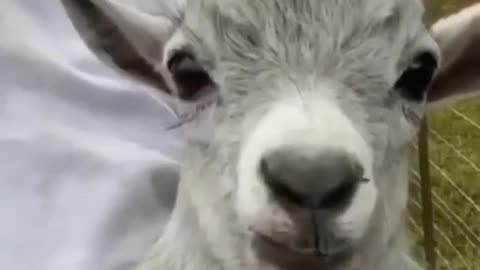 Cute baby goat cryyy