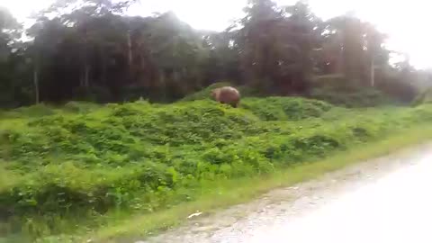 Elephants in Borneo forests