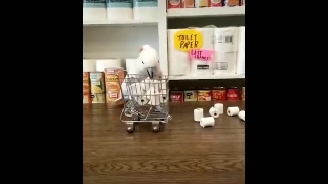 funny parrot funny