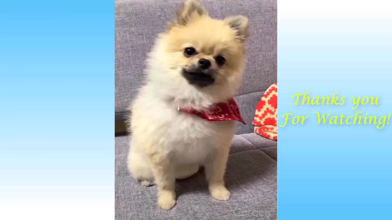 Animal compilation funny