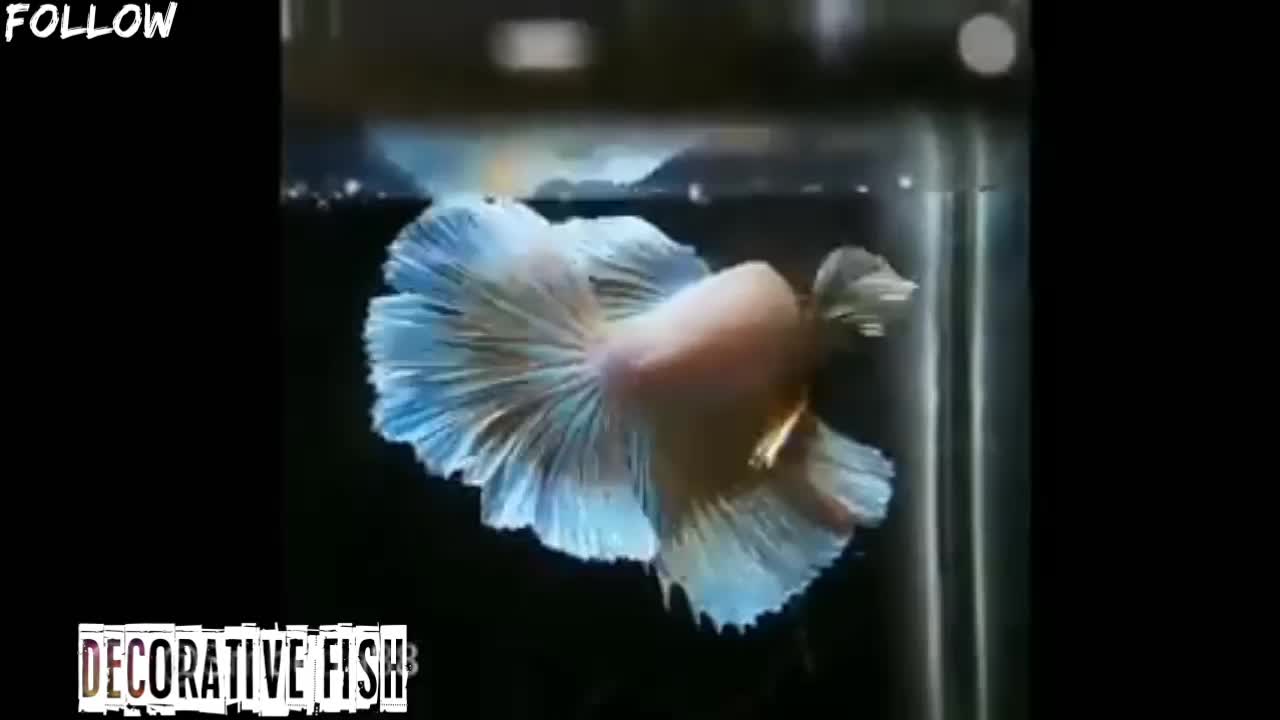 betta fish are so beautiful