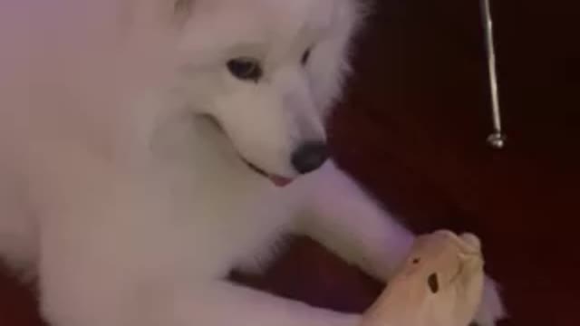 Samoyed, we train willpower