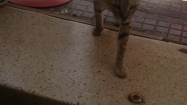 أنا وقطتي الجميلة دائما تفاجئني قطتي