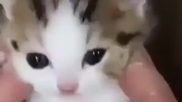 Cute little kitten meowing for attention!😍😍😍