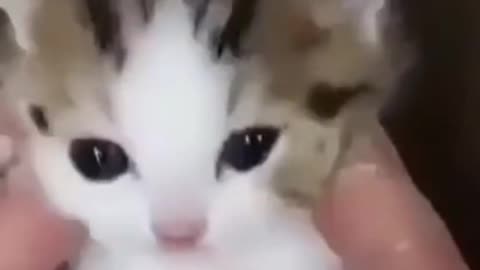 Cute little kitten meowing for attention!😍😍😍