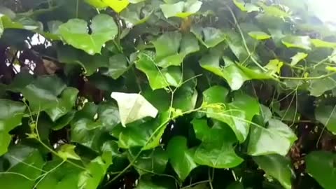 Relaxing Music | Sleeping, Meditation, Stress Relief | [6109] ⭐️