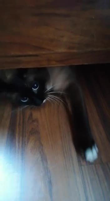 Playing hide and seek with a Cat