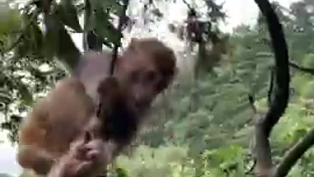 monkey 🐒 funny video# hanging on trees