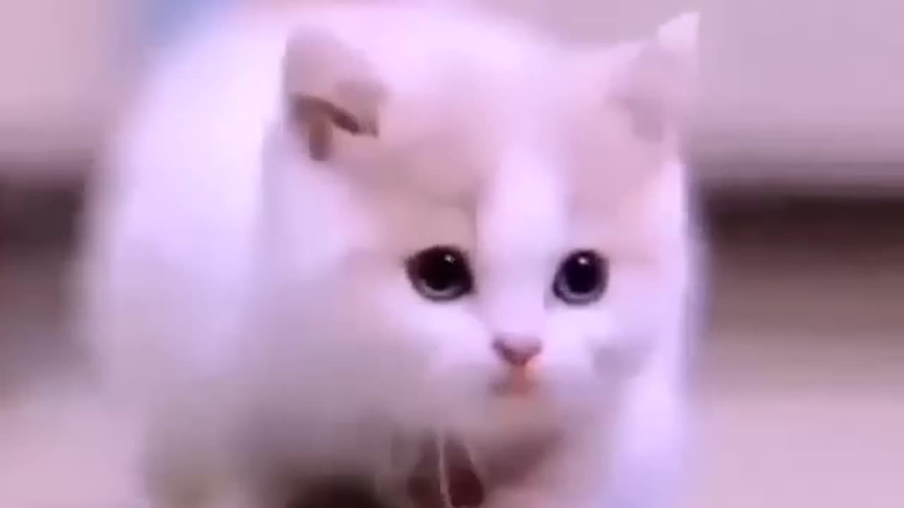 Cat funny video @Cat @funny