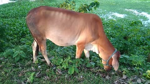 A Cow Is Grazing//A Cow Video//Animal Video//My Pet Animal//