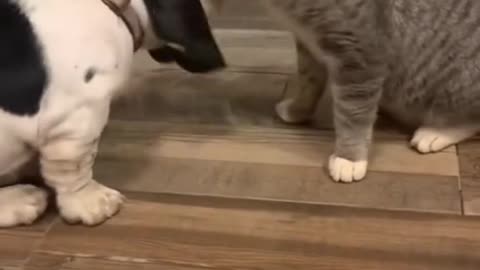 Dog and Cat Fighting # Bit # bit