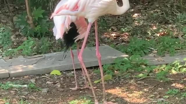 Lonely Flamingo