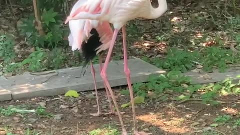 Lonely Flamingo