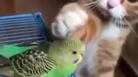 Cat trying to pat bird gently
