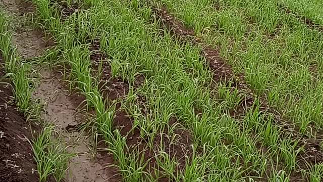 Wheat is sown in Rabi crop