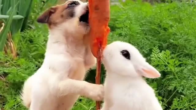 The rabbit likes carrots best