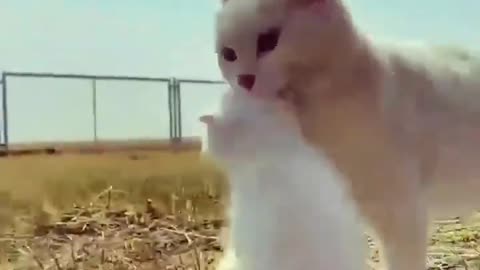 Baby Cats - Cute and Funny Cat Videos #cat#tiktok#shorts