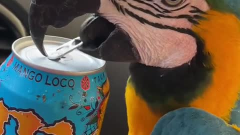 #short #pet #worldanimal parrot Baron, daddy's favorite, relax bird