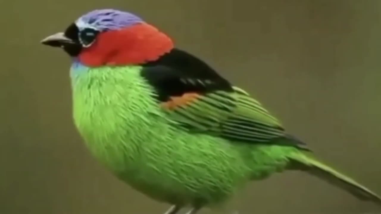 World Famous Birds in 8K Ultra Hd Real Birds Sounds