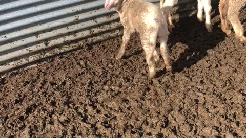 Little Lamb has the Best Baa
