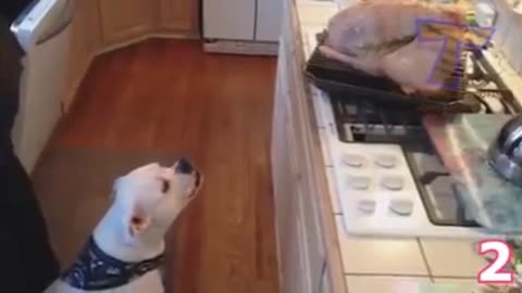dog funny video(❤️please subscribe my channel ❤️)
