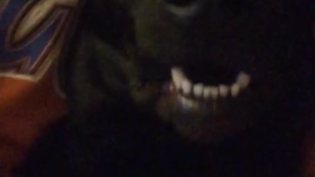 Girl red shirt black dog lay mouth open