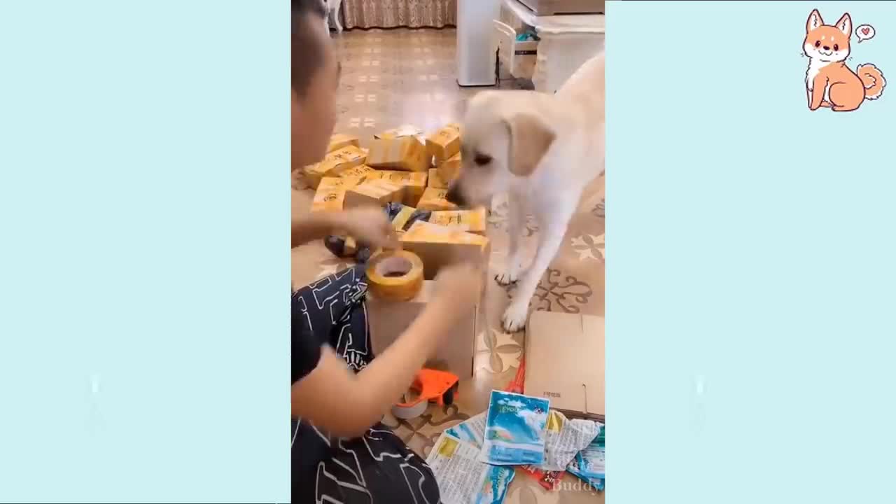 perritos divertidos e inteligentes 🤣😂🤣🤣🐶😇