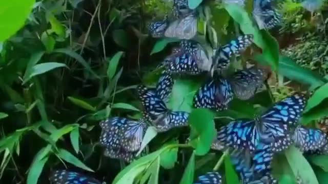 Butterflies flying slow motion