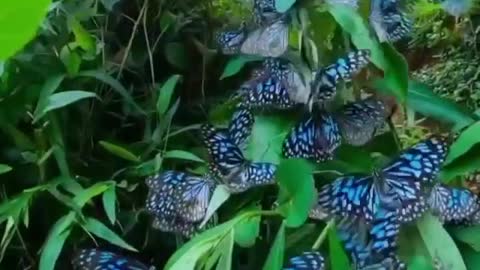 Butterflies flying slow motion