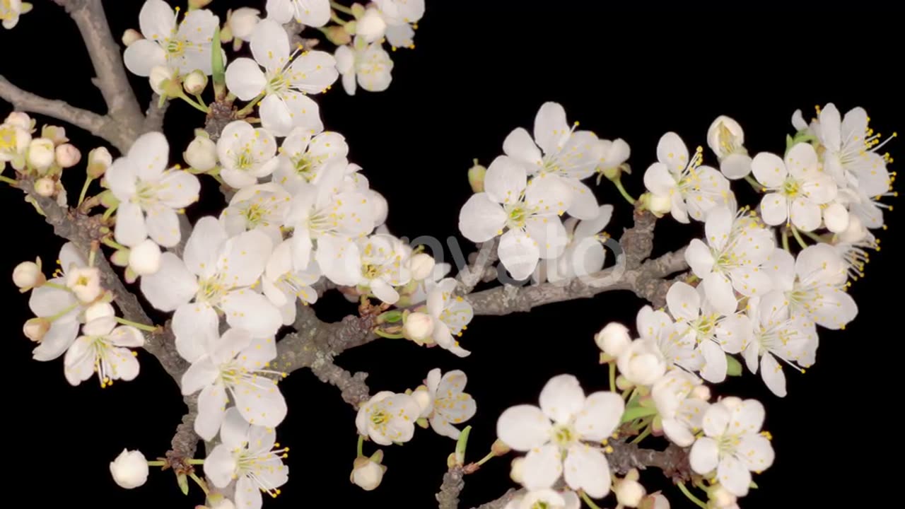 White Flowers Blossoms