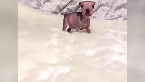 Bald hamster dog