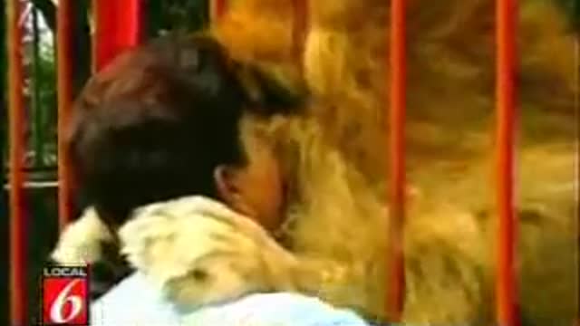 Lion Hugs and Kisses a Man