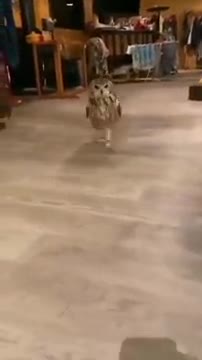 Have you ever seen an owl running