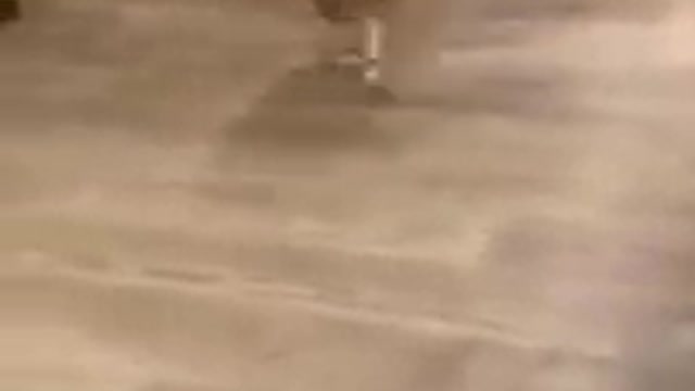 Have you ever seen an owl running